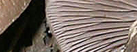 Quiz...di media difficolt�